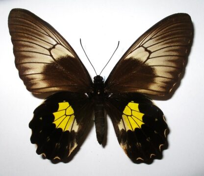 Troides plato