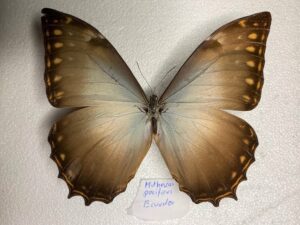 Morpho thesus pazificus
