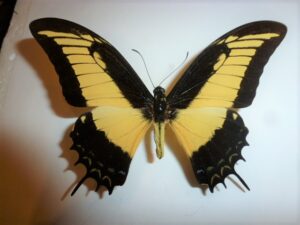 Papilio andregeus