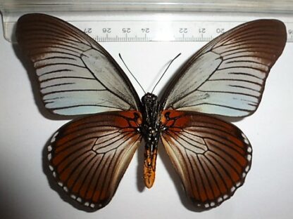 Papilio zalmoxis
