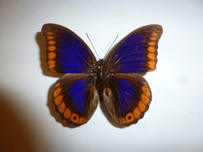 Prepona brooksiana