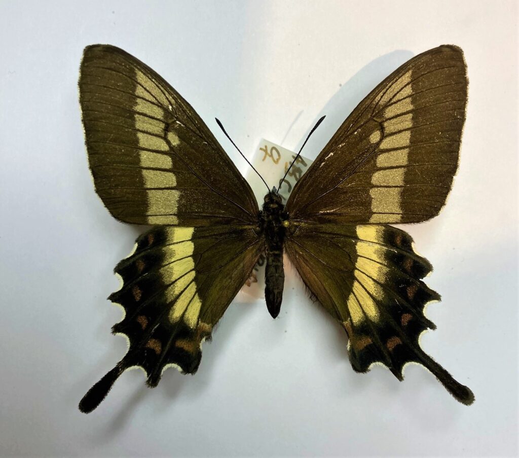 Parides phalaecus