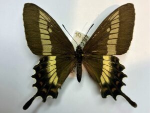Parides phalaecus