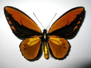 Ornithoptera croesus lydius
