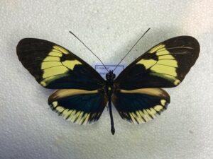 Heliconiidae