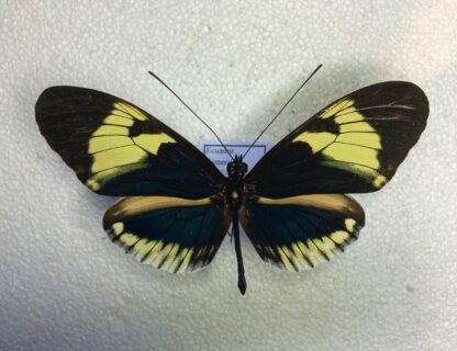 Heliconiidae