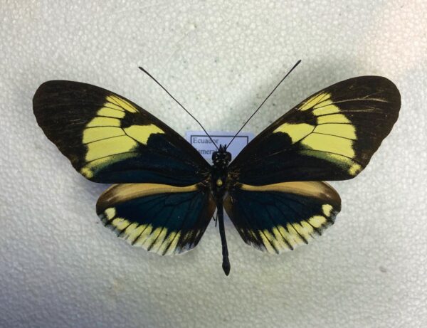 Heliconiidae