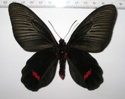 Atropheneura dixoni