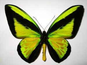 Ornithoptera goliath procus