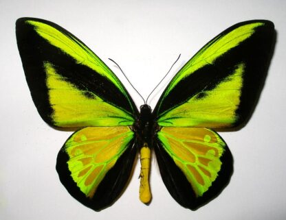 Ornithoptera goliath procus