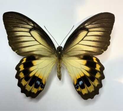 Papilio tydeus