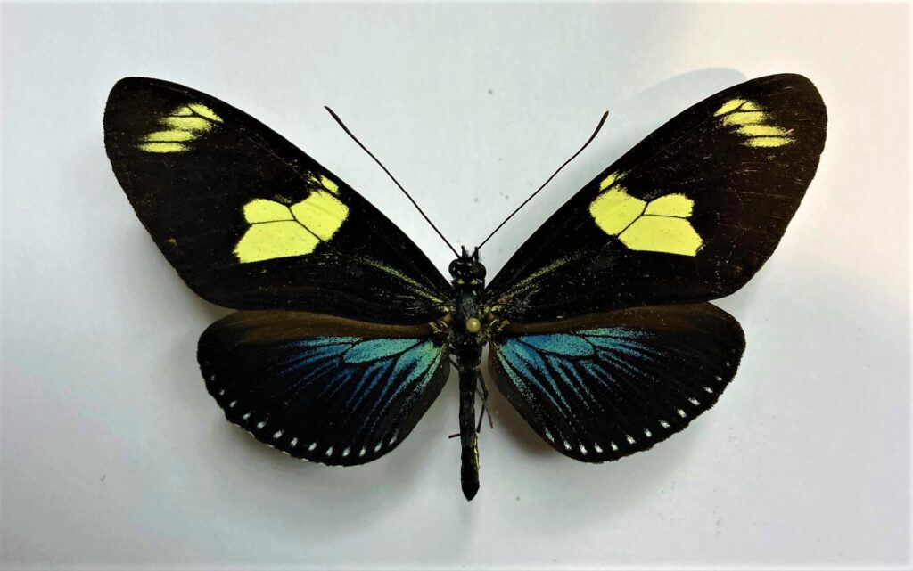 Heliconius doris