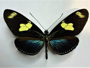 Heliconius doris