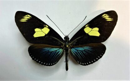 Heliconius doris