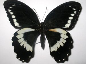 Papilio bridgei
