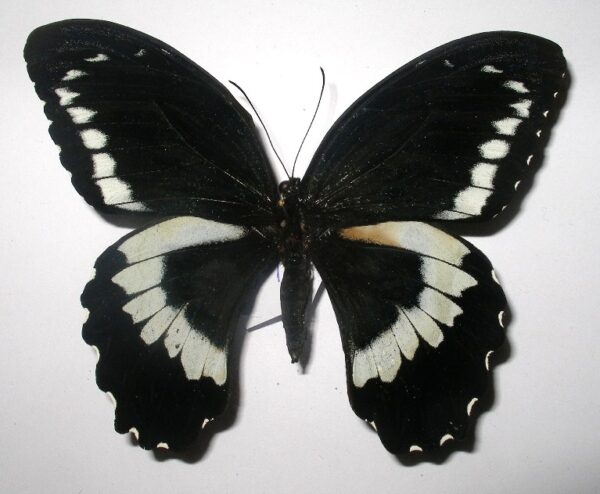 Papilio bridgei