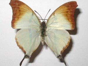 Charaxes khaldeni f.homeyeri