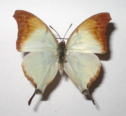 Charaxes khaldeni f.homeyeri