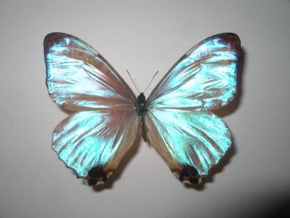 Morpho sulkowski