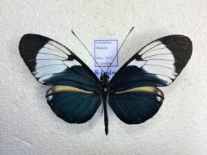 Heliconius cydno