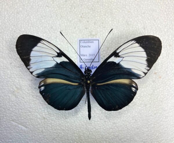 Heliconius cydno