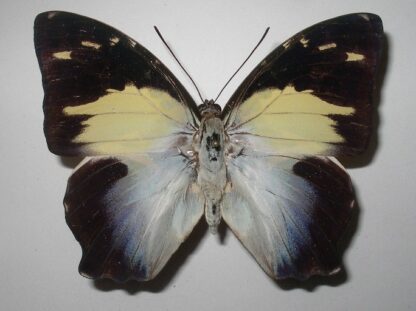 Prothoe calydonia