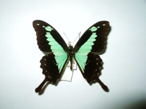 Papilio phorcas
