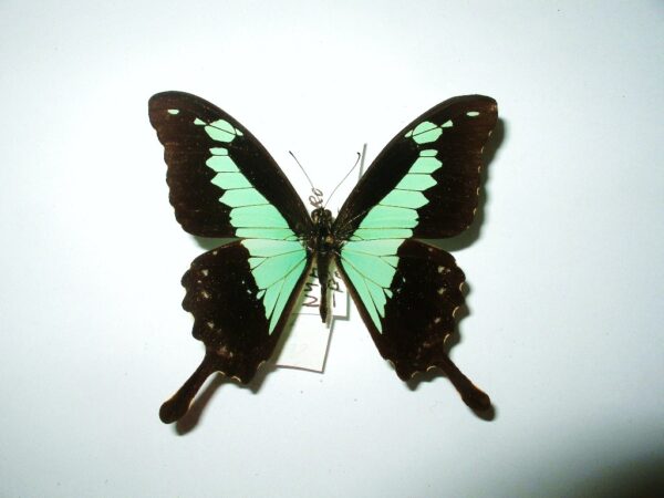 Papilio phorcas