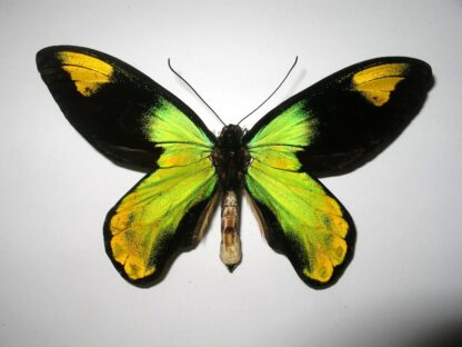 Ornithoptera victoria vicroria