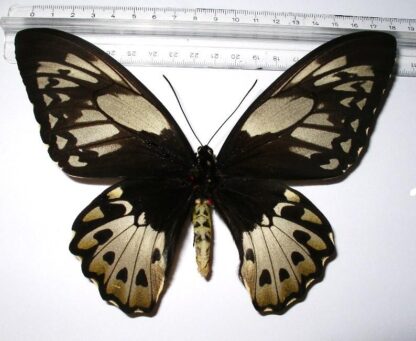 Ornithoptera priamus teucrus