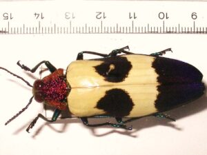 Chrysochroa rugicollis