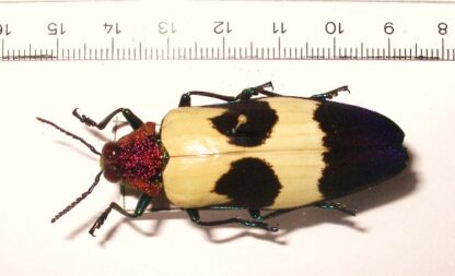 Chrysochroa rugicollis