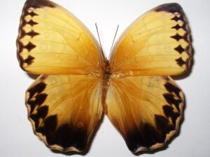 Stichtophthalma howqua suffusa