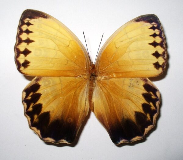 Stichtophthalma howqua suffusa