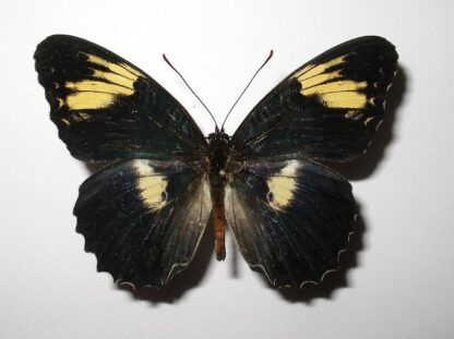 Cethosia illicibilis