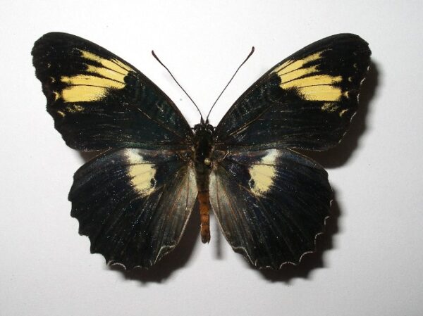 Cethosia illicibilis