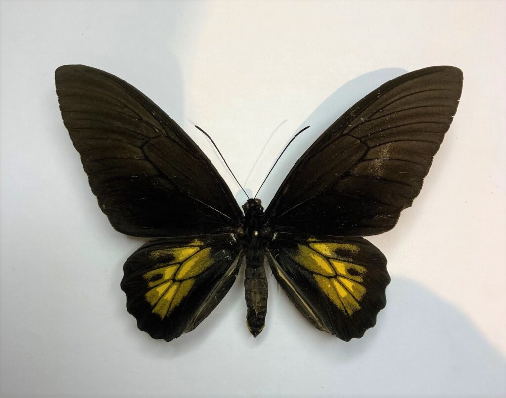 Troides haliphron