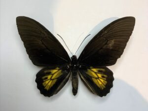 Troides haliphron