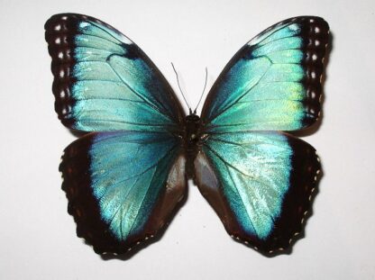 Morpho peleides