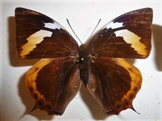 Anaea cyanea