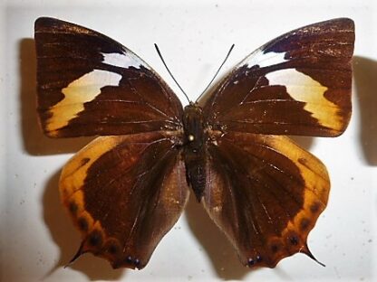 Anaea cyanea