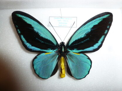 Ornithoptera aesacus