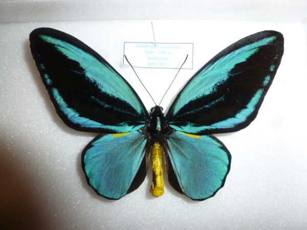Ornithoptera aesacus