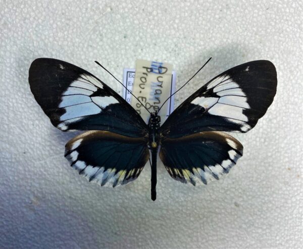 Heliconiidae