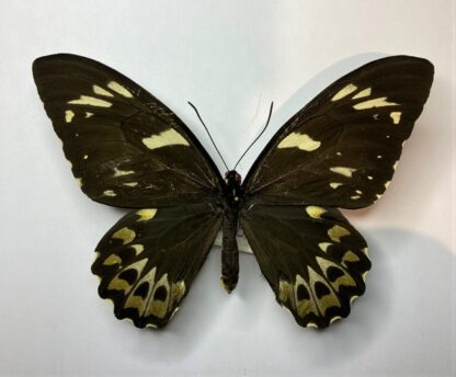 Ornithoptera priamus euphorion