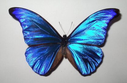 Morpho rhetenor