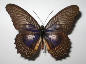 Cethosia myrinia ssp