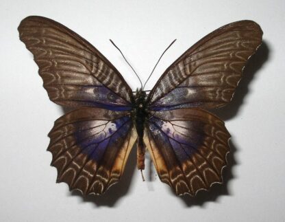 Cethosia myrinia ssp