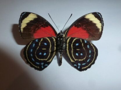Callicore casta