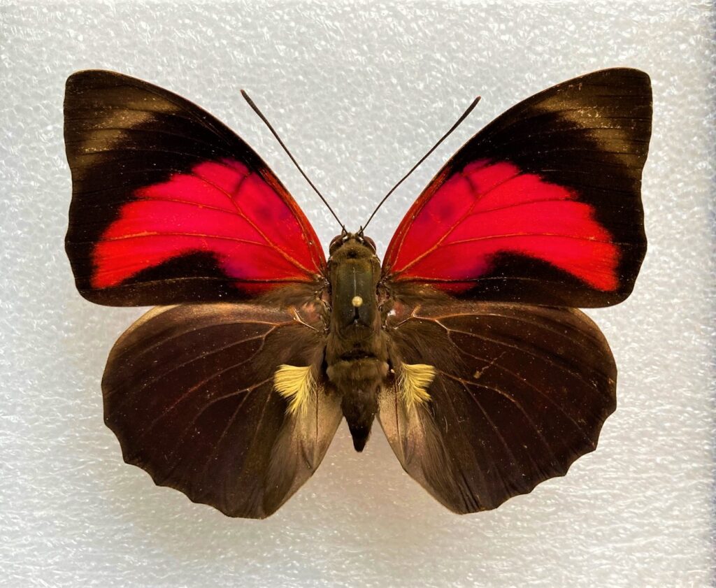 Agrias claudiana claudianus